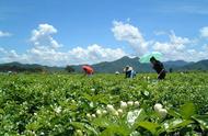 茉莉花茶：一种深度解析