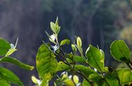 春茶与秋茶：理解茶叶的季节特性