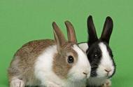 中秋节与兔子：宠物中的关系密切者