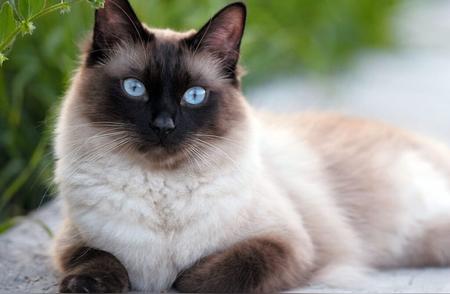 暹罗猫：猫科动物中的神秘美女