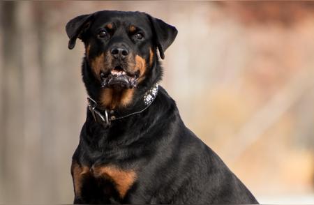 长沙市公布的危险犬只目录共有43种图谱