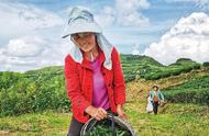 炎陵茶叶基地迎来夏季采摘季