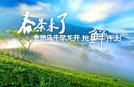 2023春季新茶品鉴：贵州乌牛早龙井引领潮流，美味与否看评测