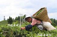 炎炎夏日，农村妇女勇闯酷暑，上山采摘夏茶，日赚百元