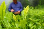 凤冈富锌富硒茶：贵州十大名茶的瑰宝