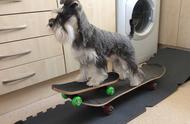 英国迷你雪纳瑞犬：滑板界的小巨人！