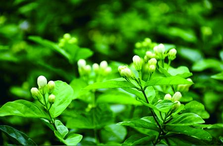 福州茉莉花茶：人间香氛之最