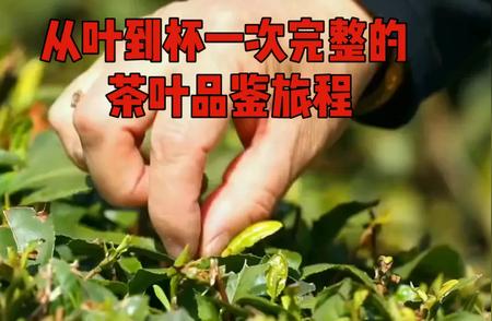 探寻茶叶的奥秘：一次完整的茶叶品鉴之旅