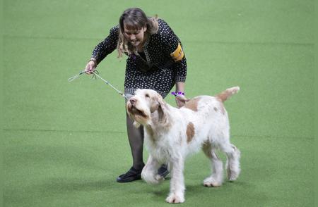 威斯敏斯特犬展：外代二线的精彩瞬间（2）