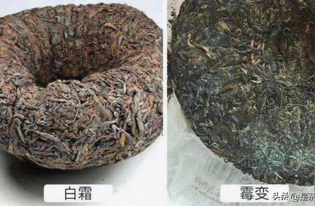 避坑指南：普洱茶不是发霉茶，喝普洱不是喝脏水