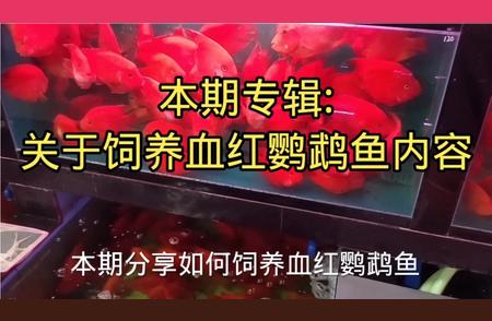 血红鹦鹉鱼的饲养秘籍：水质、饲料与环境的完美搭配