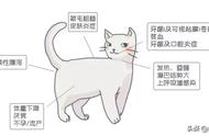 猫白血病病毒（FeLV）感染与猫白血病的区别