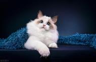 布偶猫：最迷人的猫咪品种