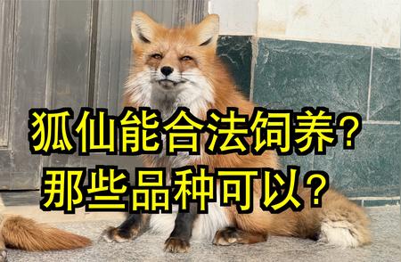 揭秘：狐狸在中国能否成为宠物？我的三年养护经验分享！