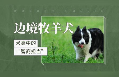 边境牧羊犬：犬类智商的佼佼者