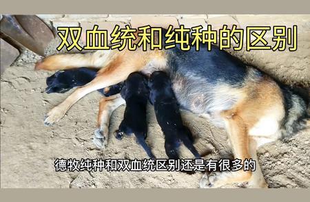 纯种德牧幼犬：双血统与单血差异详解