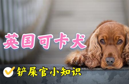 英国可卡犬：国内宠物界的昔日之星