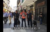 训犬师职业培训：开启宠物训练的专业之旅