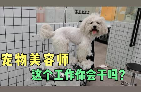 新入宠物行业美容师的真实体验与感悟