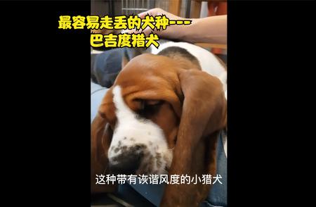 巴吉度猎犬：为何容易走丢？