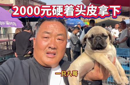 英版巴哥价格高涨，亮哥历经两周终以2000元成交！