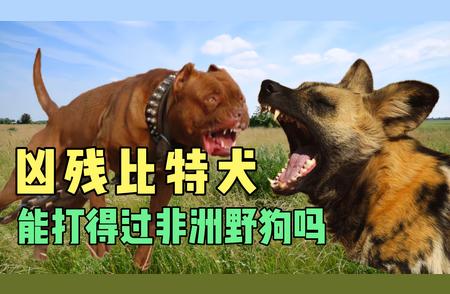 比特犬VS非洲野狗：谁才是真正的战斗王者？