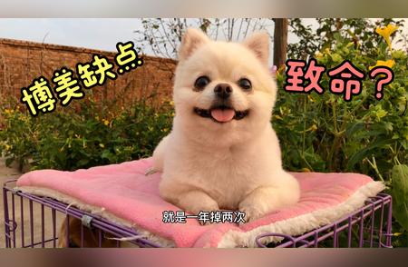 博美犬的缺点深度解析：对铲屎官的影响与考量