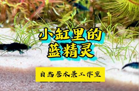 探访小缸里的生态世界：蓝精灵与观赏虾的共存之道