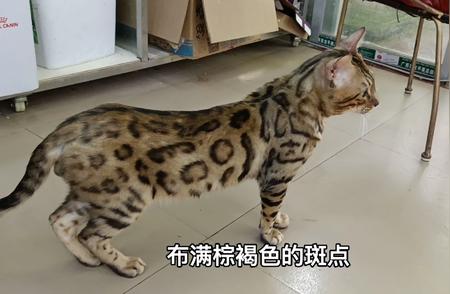 珍稀豹猫品种展示：朋友家的精品豹猫