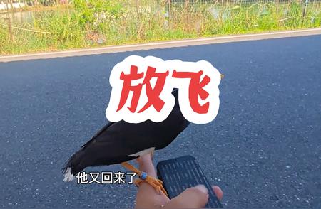 揭秘八哥鸟的完美训练之旅