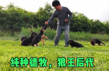 超级巨星德牧幼犬来袭！