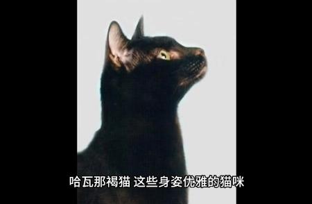 哈瓦那褐猫：古巴音乐的灵魂舞者