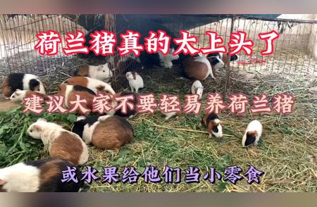 荷兰猪饲养指南：避免上头的关键建议！