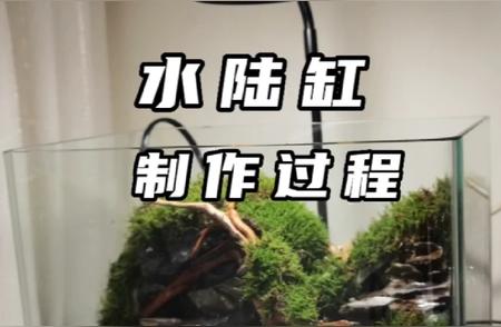 水陆缸养殖恶魔蟹实战指南