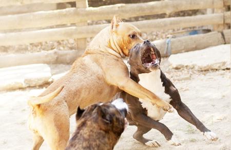 世界最凶猛的猛犬比特犬街头大战，震撼瞬间不容错过！