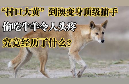 揭秘澳洲野犬称霸之路：从村口大黄到澳洲霸主