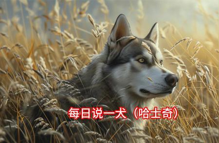 哈士奇：每日一犬的独家故事