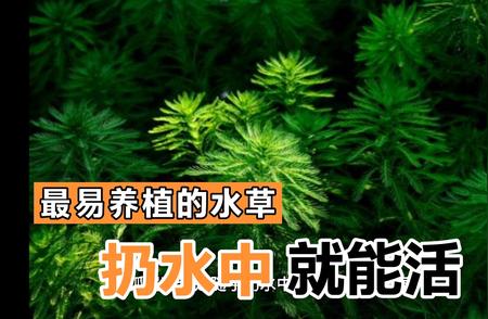 五大水下生存高手：扔水中就能活的水草揭秘