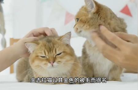 金吉拉猫：揭秘神秘的金色魅力