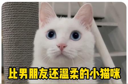 小猫咪的温柔时刻：比男友还贴心的陪伴