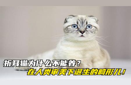 折耳猫背后的悲剧：为何不能养？