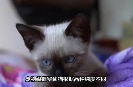 最新暹罗猫价格行情分析：你准备好迎接一只了吗？