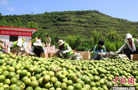 甘肃成县核桃丰收，农户共享硕果盛宴