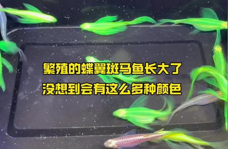 蝶翼斑马鱼的色彩盛宴：繁殖中的颜色多样性