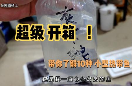 带你走进热带鱼世界：10种精选小型热带鱼品种介绍