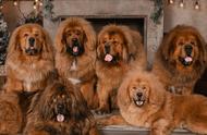 「藏獒专题」：揭秘世界上最古老的稀有犬种，最后一张竟似狮子！