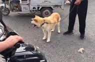 大哥在狗市以800元捡到秋田犬，3000元的出价也被拒绝，他高兴地炫耀起来