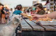 狗狗吃鱼的好处，虾是否也有同样的效果？