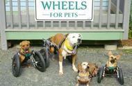 美国狗的救星：艾迪的轮椅，为残疾狗狗带来希望
