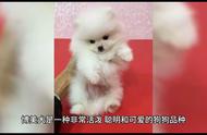 博美犬的护理与喂养：萌宠生活点滴